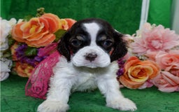 Cocker Spaniel dogs for sale: Biancachocolatetanparticockerpuppy - Image 7