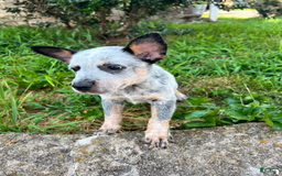 Australian Cattle Dog dogs for sale: Two - Image 2