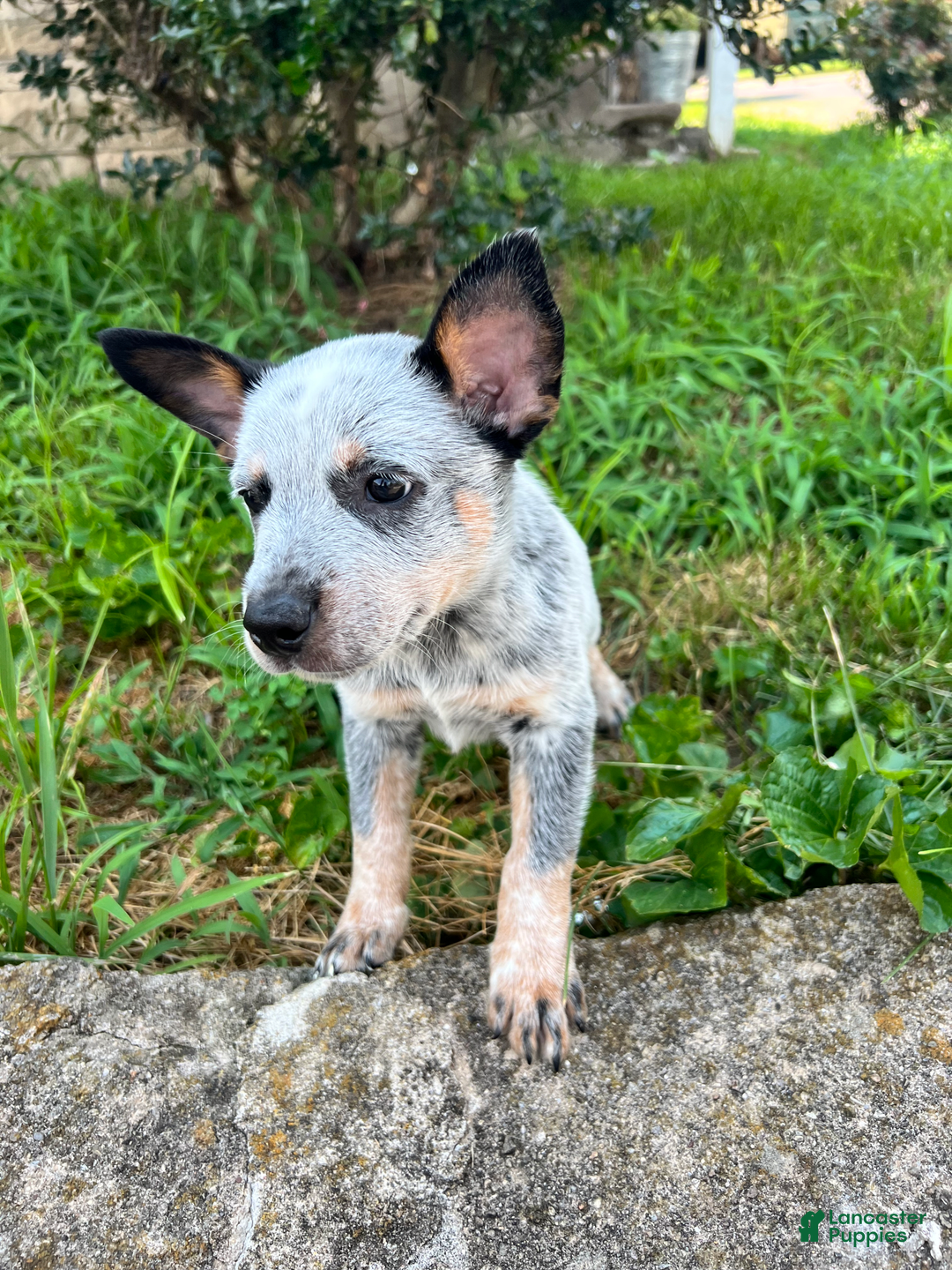 Australian Cattle Dog dogs for sale: Two - Image 2