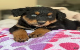 Australian Shepherd dogs for sale: Mikoh - Image 3