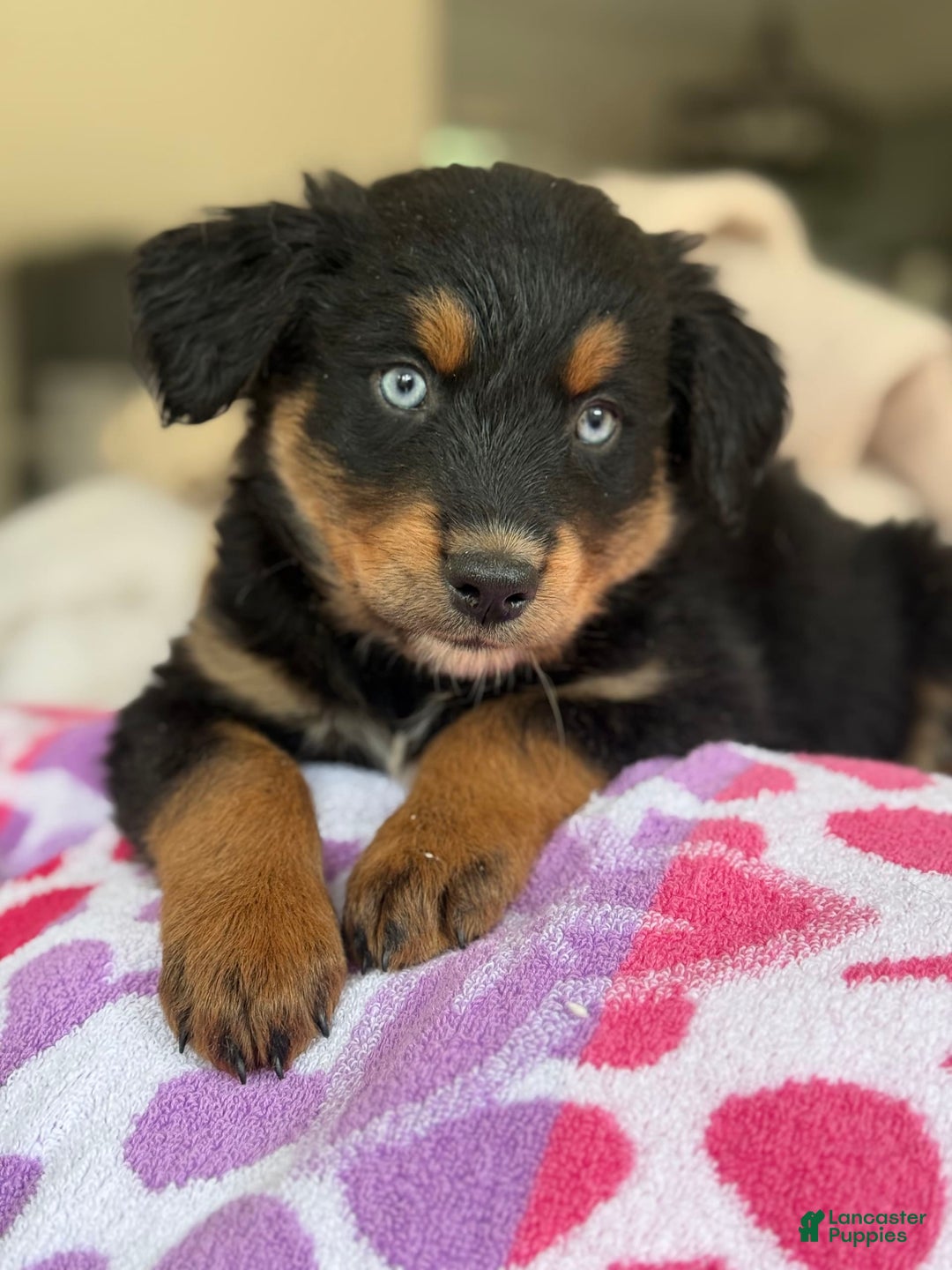 Australian Shepherd dogs for sale: Mikoh - Image 3