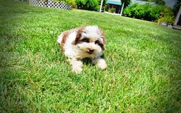 Havapoo dogs for sale: Vixen - Image 2
