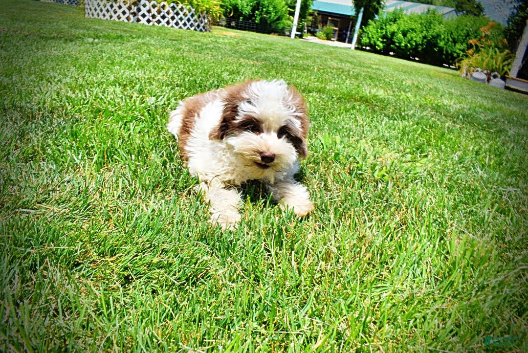 Havapoo dogs for sale: Vixen - Image 2