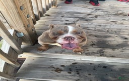American Pit Bull Terrier dogs for sale: Milora Mulania Joyce - Image 2