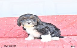 Miniature Bernese Mountain Dog dogs for sale: Peanut - Image 10