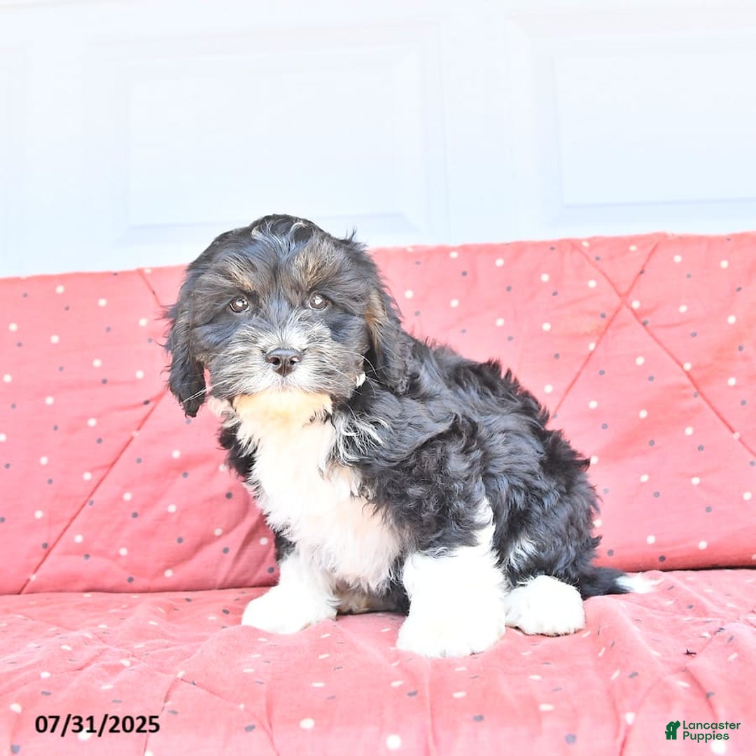 Miniature Bernese Mountain Dog dogs for sale: Peanut - Image 10