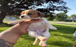 Jack Russell Terrier dogs for sale: Pete - Image 4