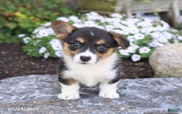 Welsh Corgi Pembroke dogs for sale: Ivy - Image 3