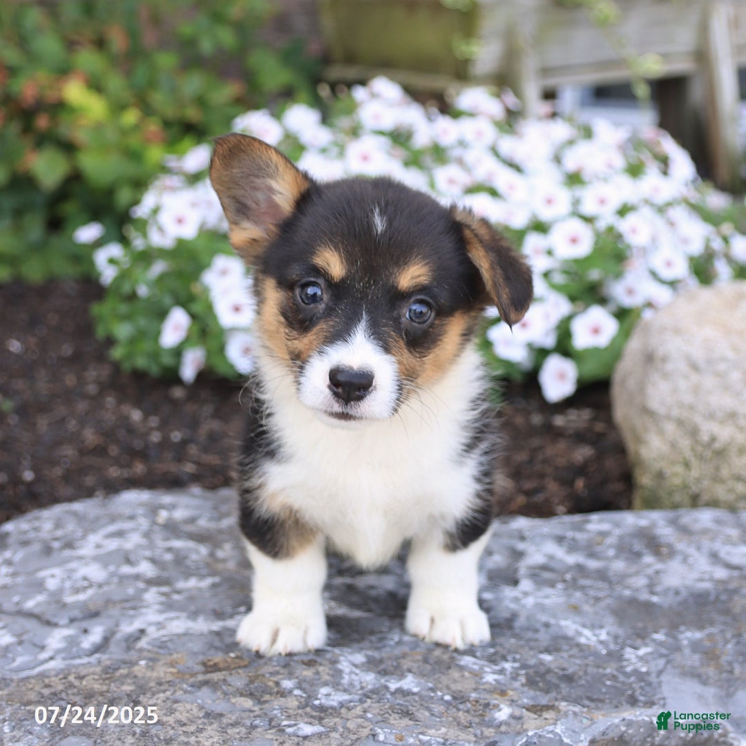Welsh Corgi Pembroke dogs for sale: Ivy - Image 3
