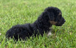 Aussiedoodle dogs for sale: Shiloh - Image 1
