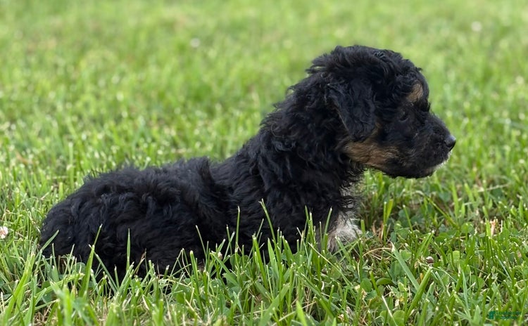 Aussiedoodle dogs for sale - Ad 3