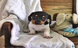 Miniature Dachshund dogs for sale: Tinker - Image 5