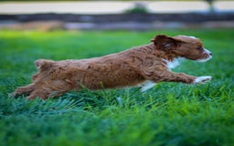 Cavapoo dogs for sale: Poppy - Image 5
