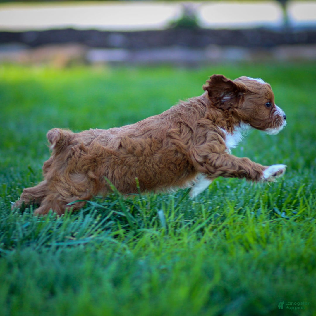 Cavapoo dogs for sale: Poppy - Image 5