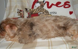 Yorkshire Terrier dogs for sale: Duke - Image 3