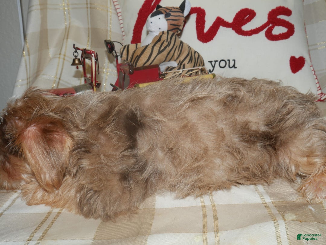 Yorkshire Terrier dogs for sale: Duke - Image 3