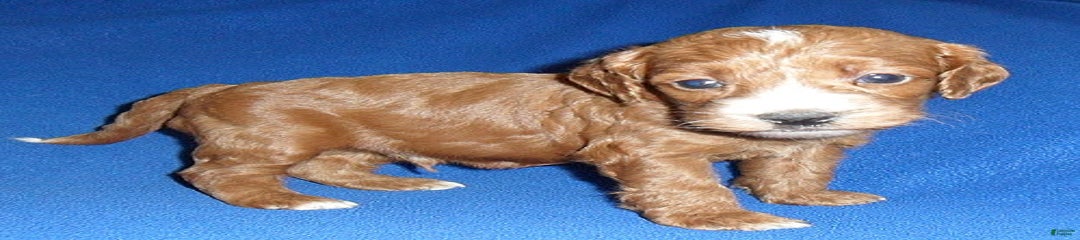 Dudley