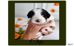 Bernedoodle dogs for sale: Chip - Image 4