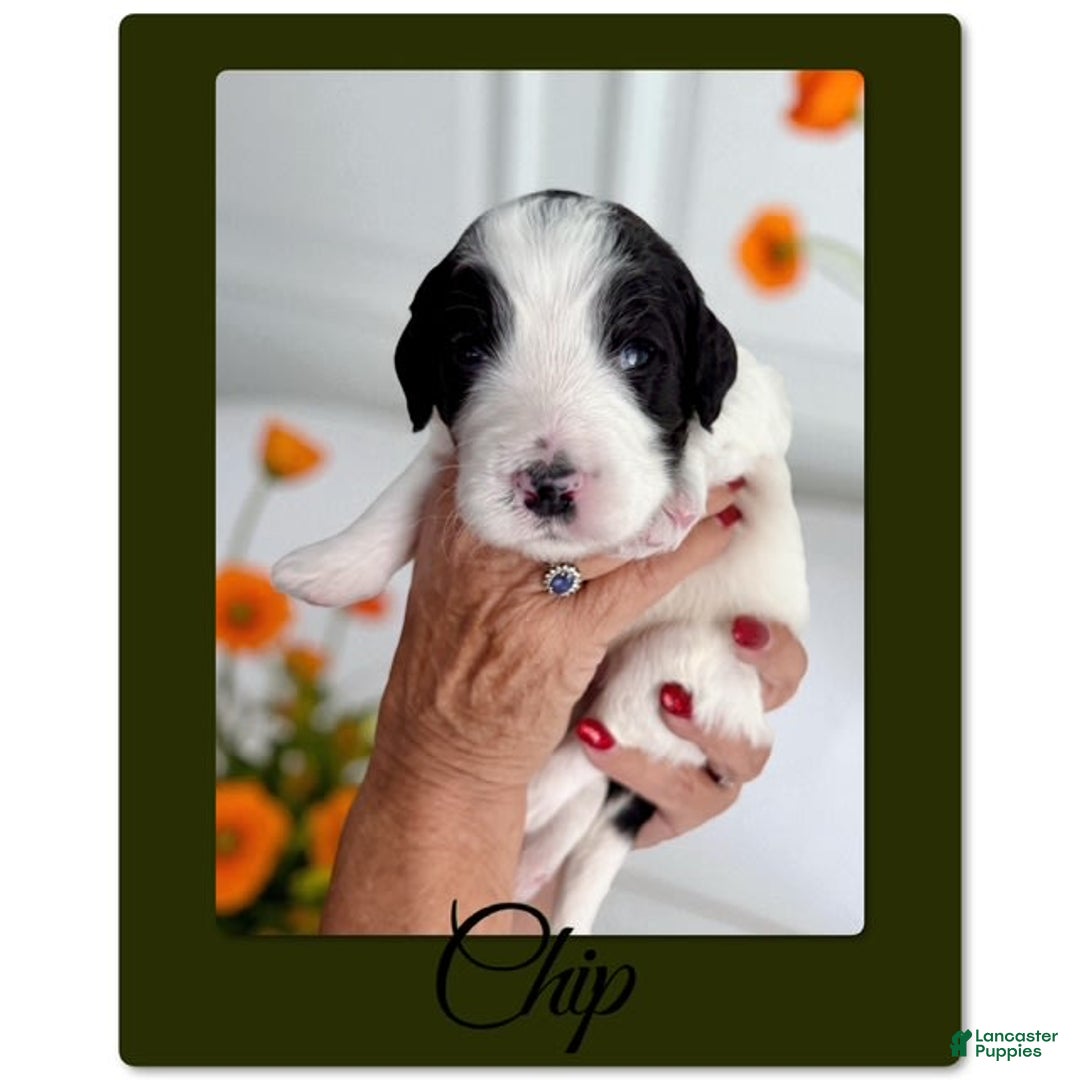 Bernedoodle dogs for sale: Chip - Image 4