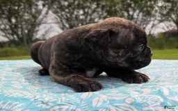 Olde English Bulldogge dogs for sale: Mel - Image 11