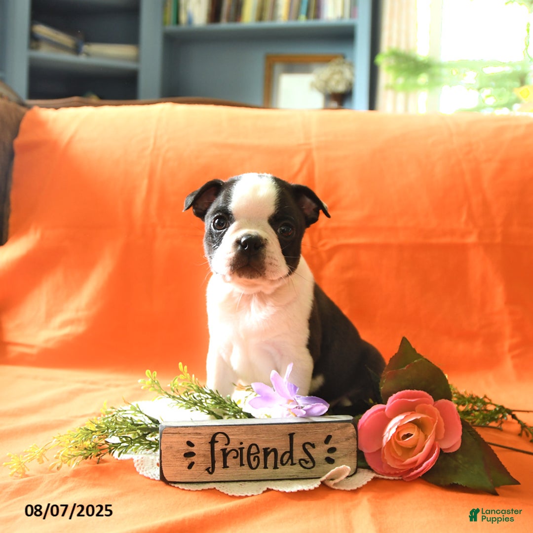 Boston Terrier dogs for sale: Lucas - Image 5