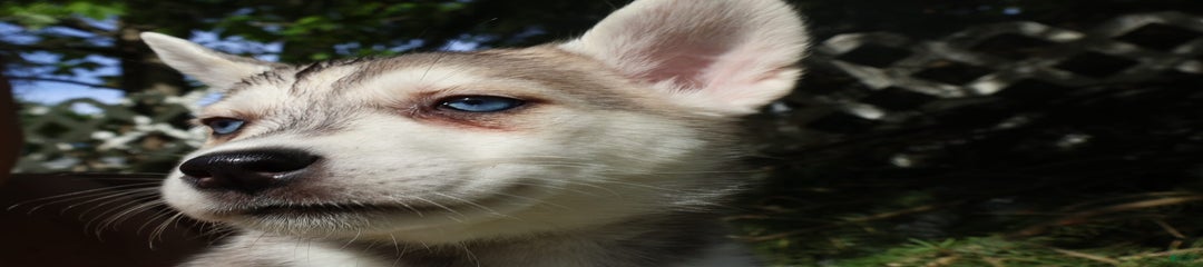 Scout