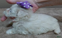 Maltese dogs for sale: Brooklyn - Image 6