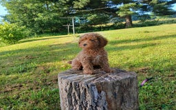 Cavapoo dogs for sale: Sharla - Image 3
