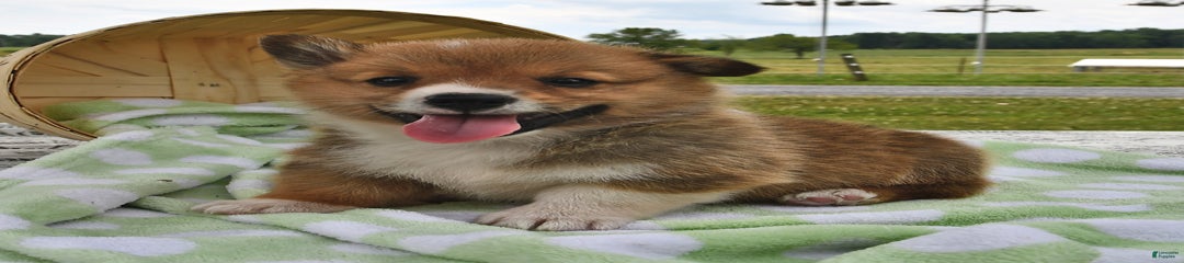 Toro