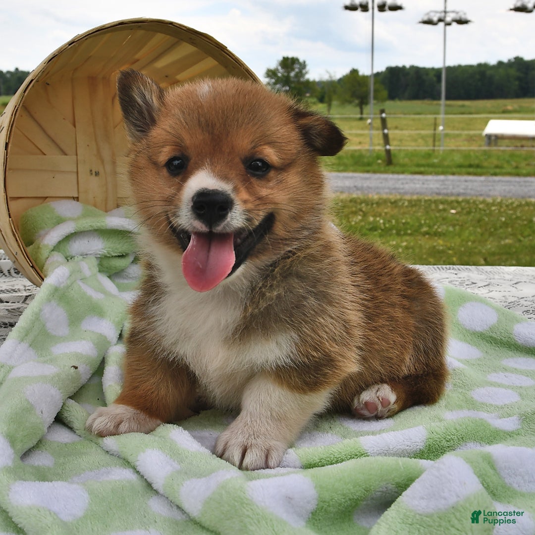 Welsh Corgi Pembroke dogs for sale: Toro - Image 8