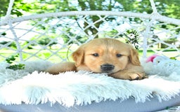 Golden Retriever dogs for sale: Alec - Image 3
