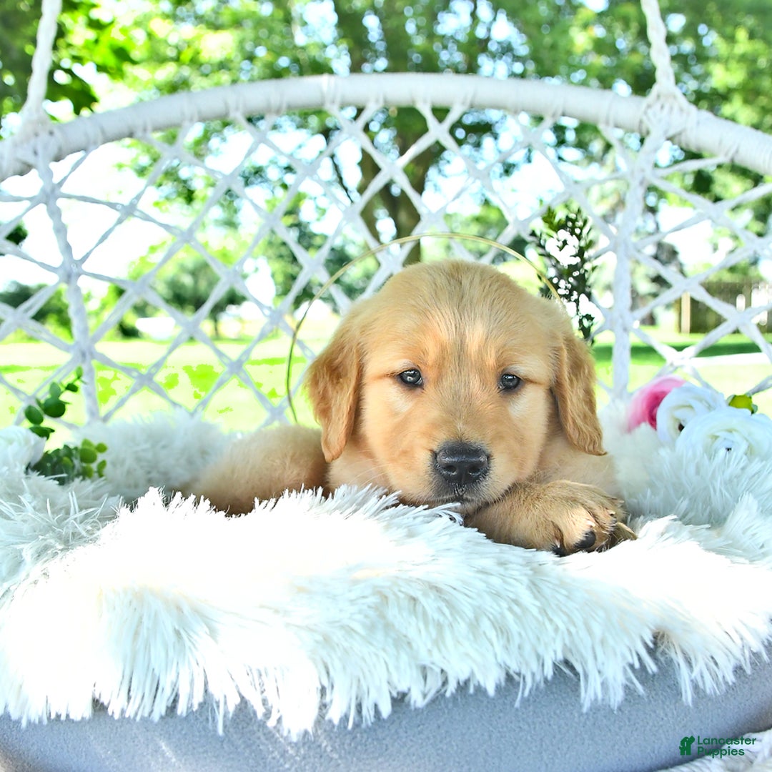 Golden Retriever dogs for sale: Alec - Image 3