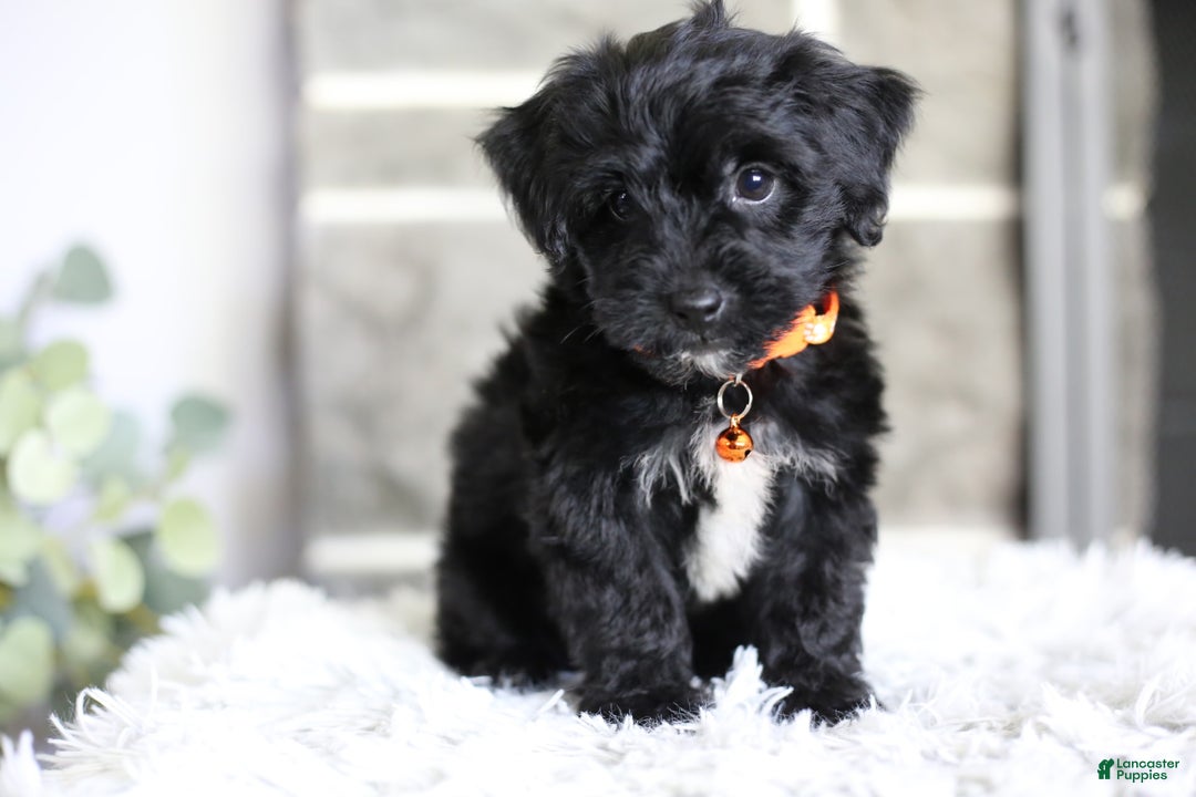 Yorkiepoo dogs for sale: Roo - Image 14