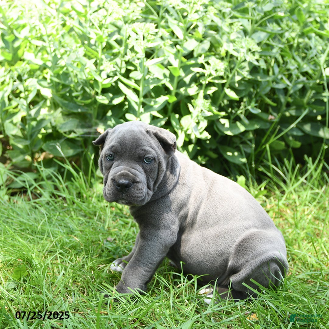Cane Corso dogs for sale: Cane Corso 8 puppies - Image 12