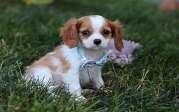Cavalier King Charles Spaniel dogs for sale: Cody - Image 4