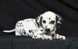 Dalmatian dogs for sale: Ivy - Image 4