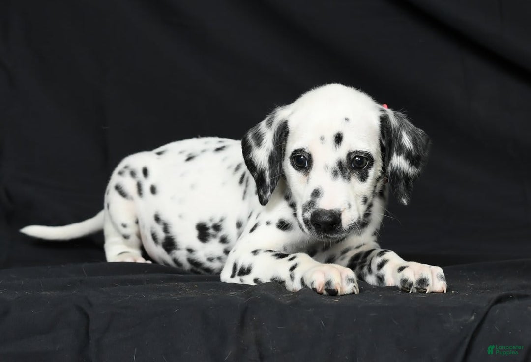 Dalmatian dogs for sale: Ivy - Image 4