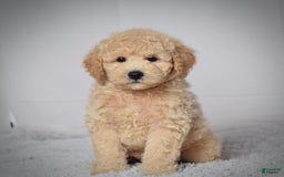 Mini Goldendoodle dogs for sale: Winston - Image 3