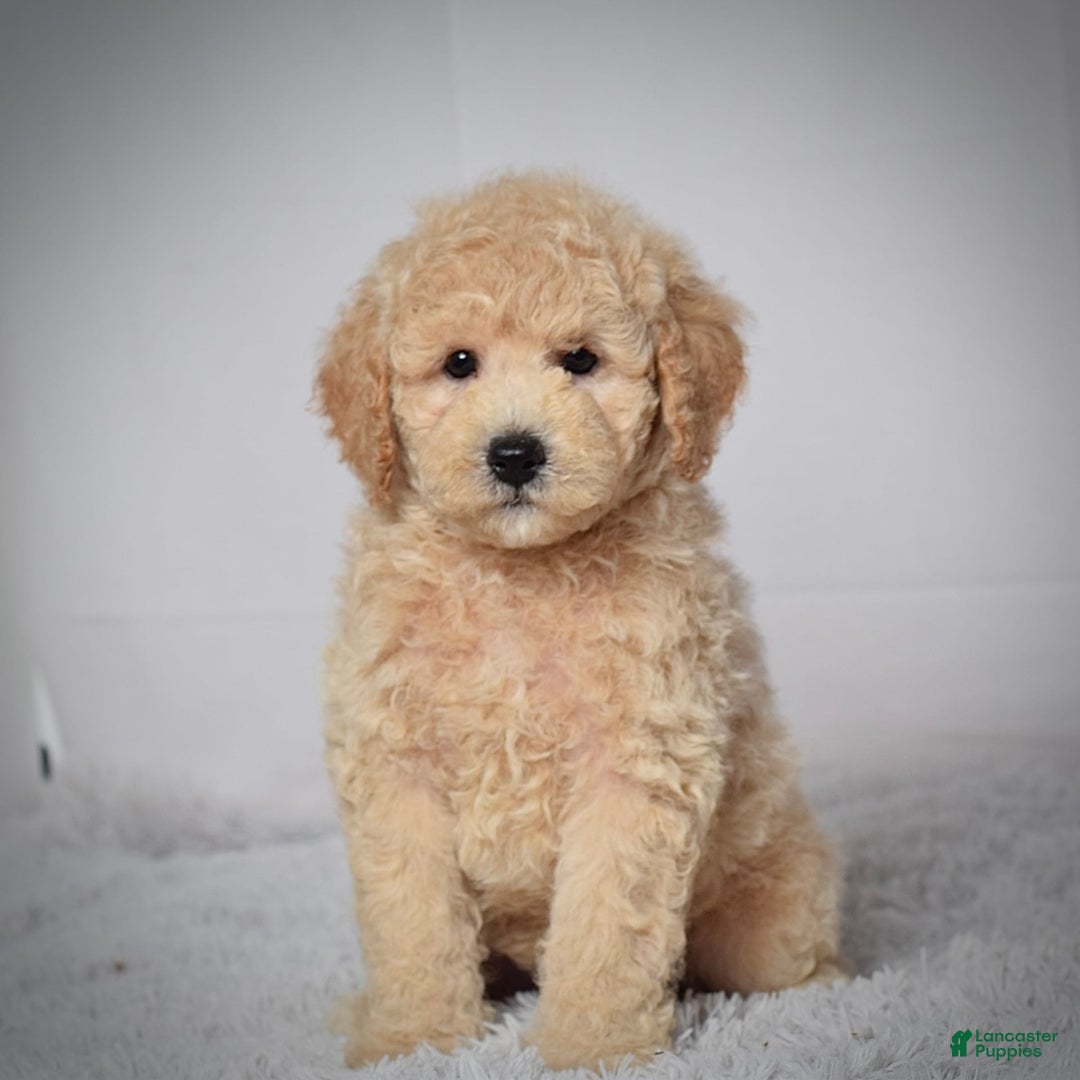 Mini Goldendoodle dogs for sale: Winston - Image 3