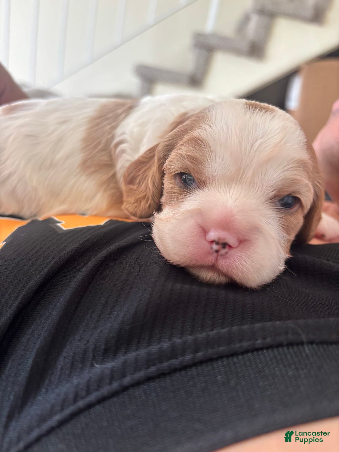 Cavalier King Charles Spaniel dogs for sale: Mila - Image 2