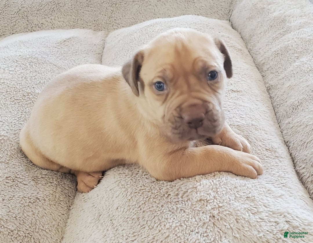 South African Boerboels dogs for sale: Lion - Image 1