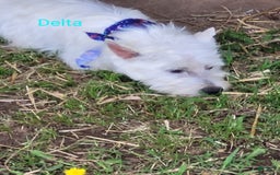 West Highland Terrier dogs for sale: Delta - Image 2