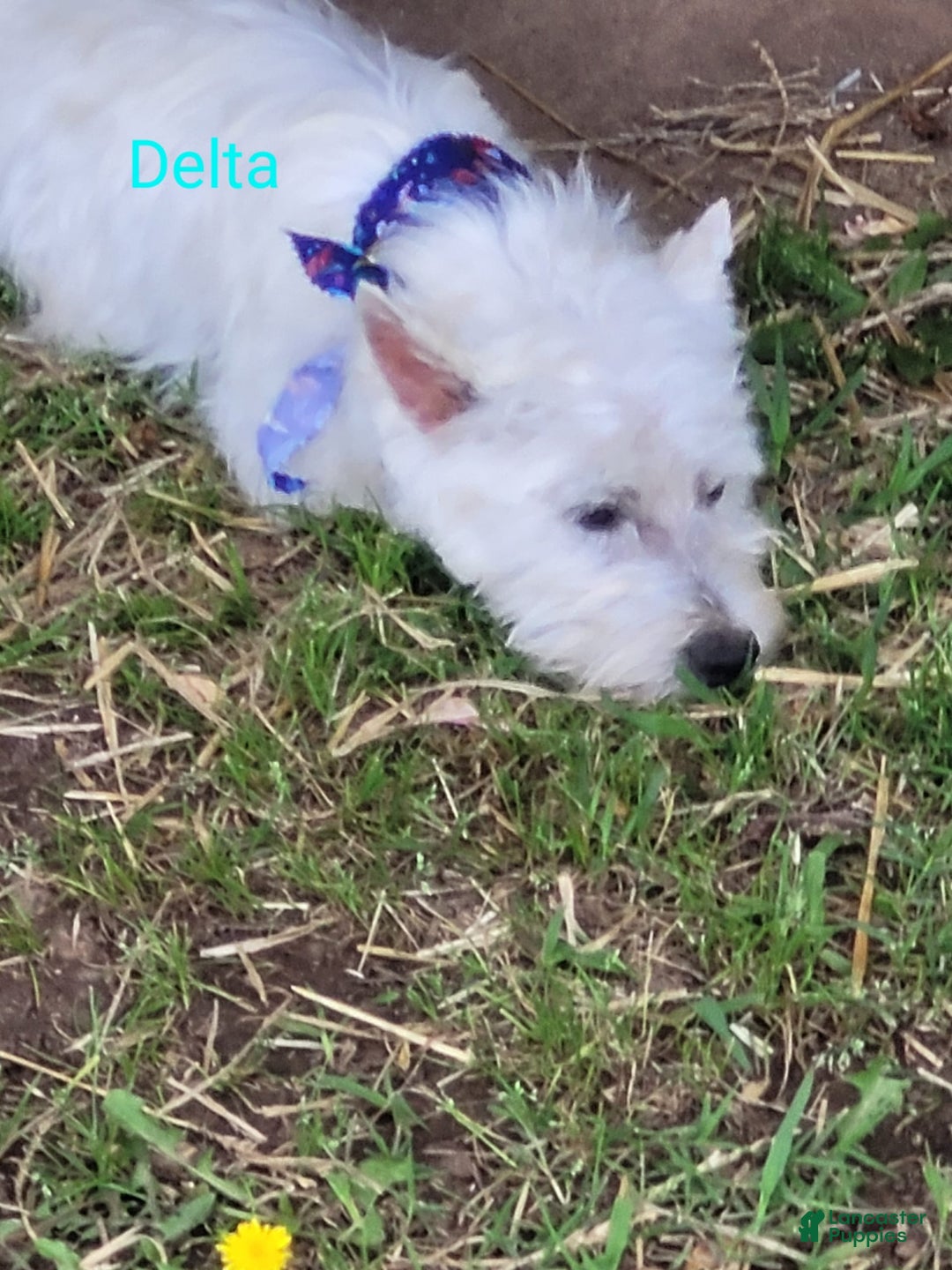 West Highland Terrier dogs for sale: Delta - Image 2