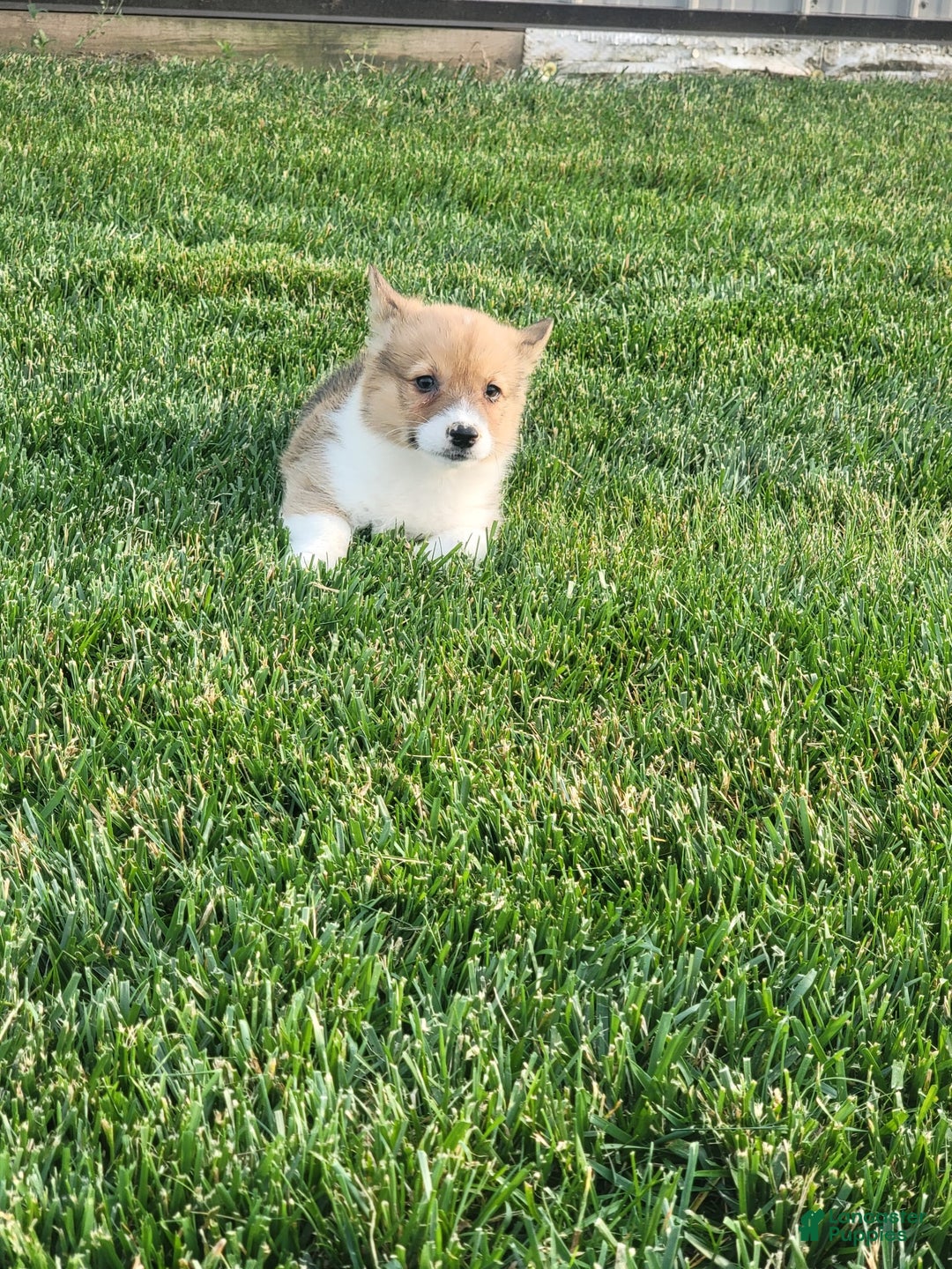 Welsh Corgi Pembroke dogs for sale: Malary - Image 3