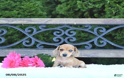 Miniature Dachshund dogs for sale: Skylar - Image 5