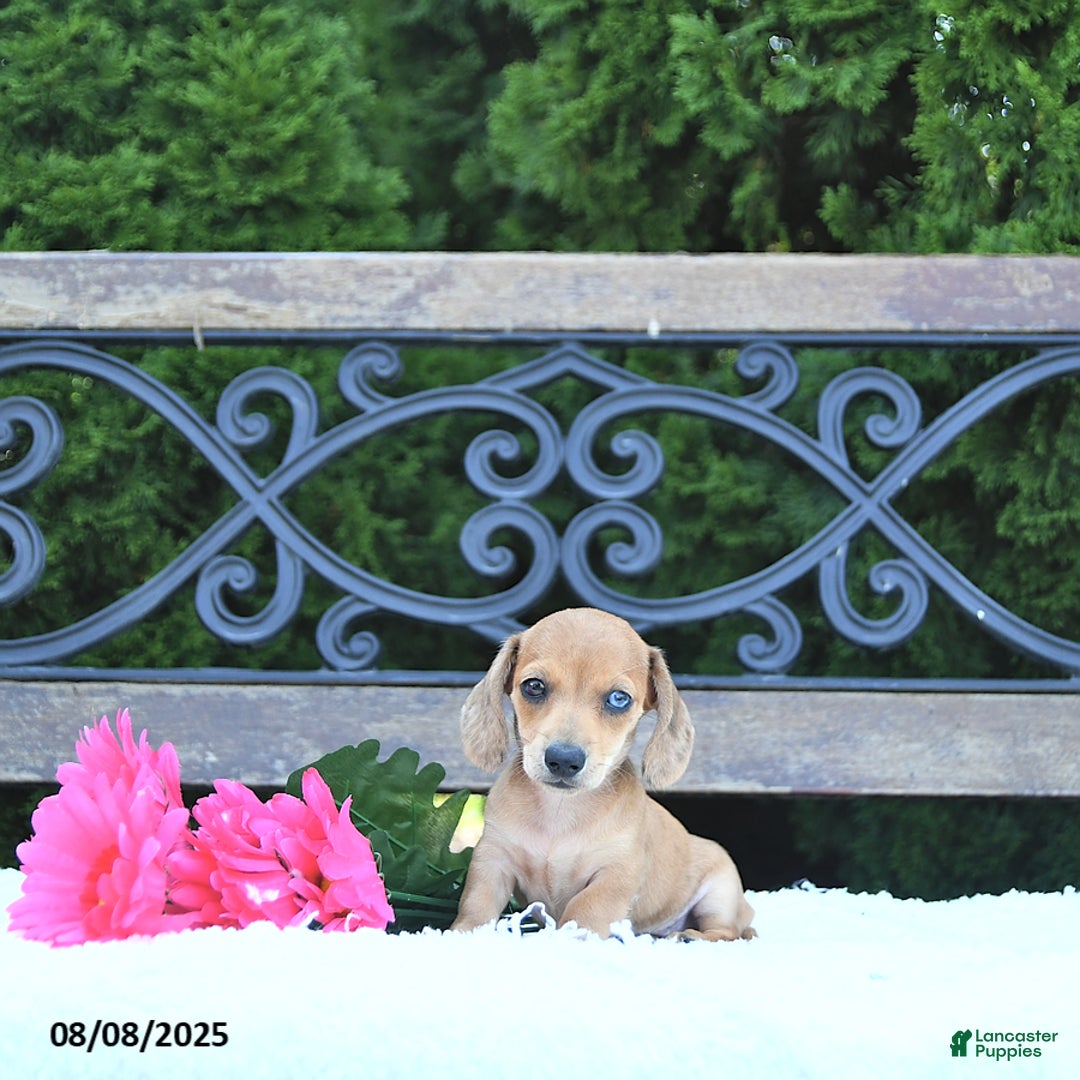 Miniature Dachshund dogs for sale: Skylar - Image 5