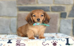 Miniature Dachshund dogs for sale: Queenie - Image 1