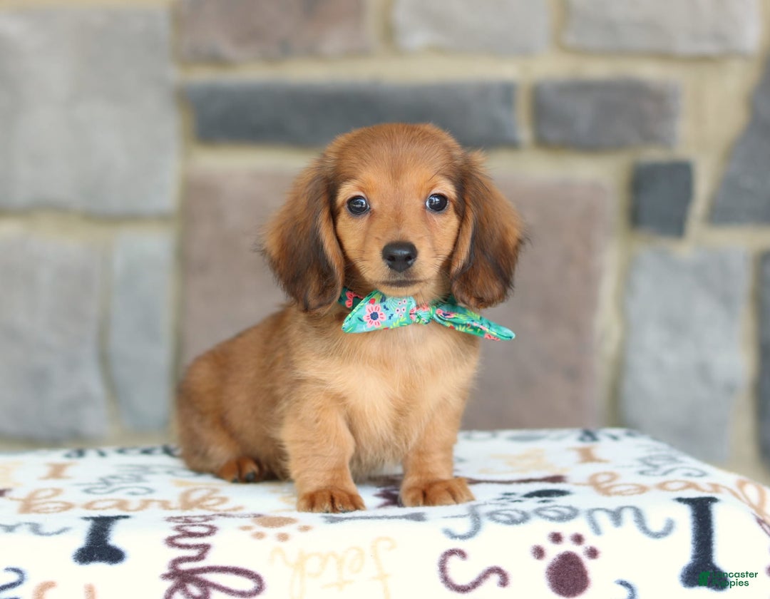 Miniature Dachshund dogs for sale: Queenie - Image 1