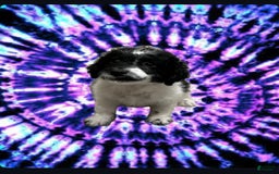 Miniature Poodle dogs for sale: Shrek - Image 1