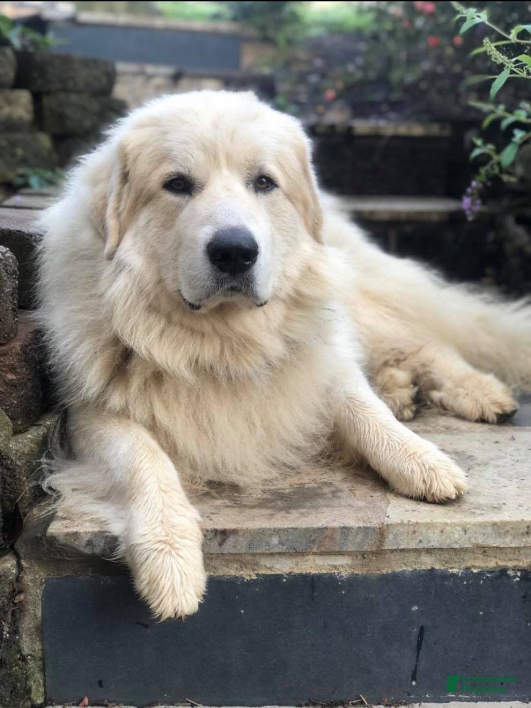 Great Pyrenees dogs for sale: Charlotte - Image 8